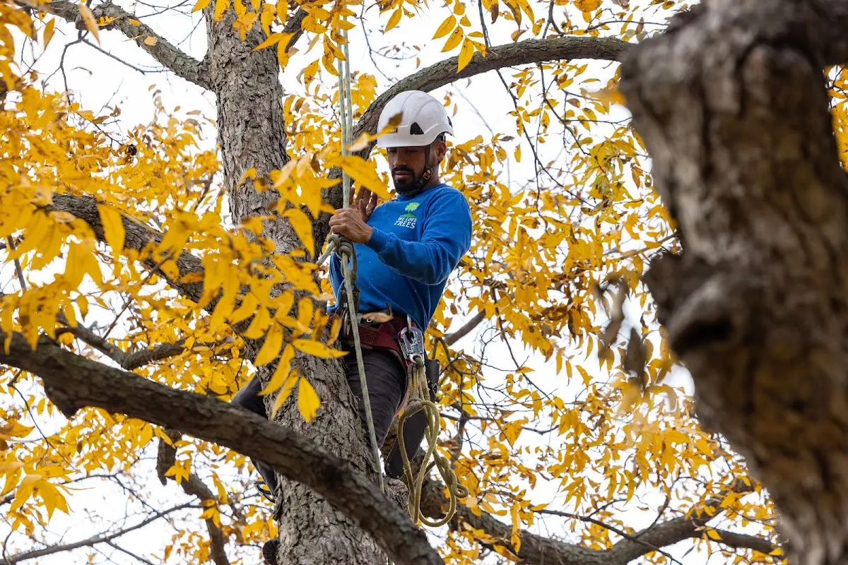 Skilled Tree Pruning crew working in Elk Mound