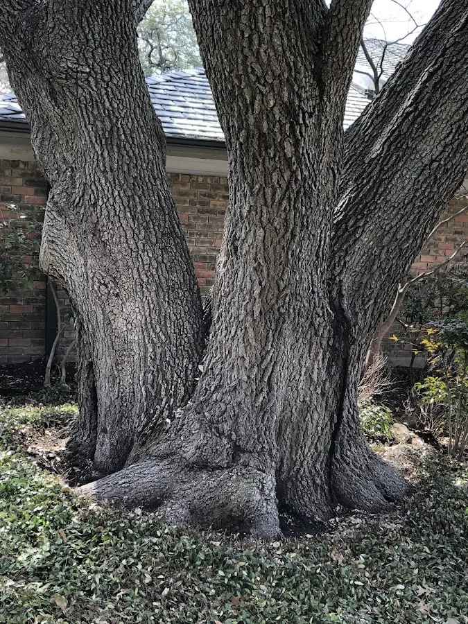 Mature heritage tree close to a Elk Mound property cared for by certified arborists